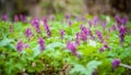 Spring meadow of violet flower. Close up of first spring purple flowers in the forest. Royalty Free Stock Photo