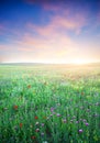 Spring meadow of violet flower. Royalty Free Stock Photo