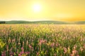 Spring meadow of violet flower. Royalty Free Stock Photo