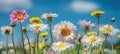 Spring meadow with white and pink daisies, yellow dandelions under sunny blue sky, copy space