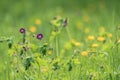 Spring meadow with flowers