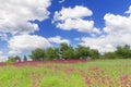 Spring meadow with wildflowers in Bucha, Ukraine