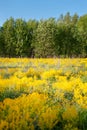 Spring meadow with yellow flowers on a background of green forest and blue sky. Spring background Royalty Free Stock Photo