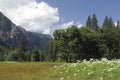 Spring meadow in Yosemite Valley Royalty Free Stock Photo