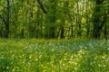 Spring meadows and fields landscape in Switzerland. Charming spring landscape in Swiss Alps Royalty Free Stock Photo