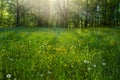 Spring meadows and fields landscape in Switzerland. Charming spring landscape in Swiss Alps Royalty Free Stock Photo