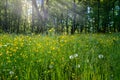 Spring meadows and fields landscape in Switzerland. Charming spring landscape in Swiss Alps Royalty Free Stock Photo