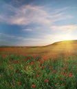 Spring medoaw of poppy flowers at sunset Royalty Free Stock Photo