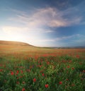 Spring meadow of poppy flowers at sunset Royalty Free Stock Photo