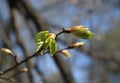 Spring. Melting buds of linden Royalty Free Stock Photo