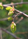 Spring. Melting buds of linden Royalty Free Stock Photo