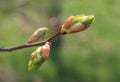 Spring. Melting buds of linden Royalty Free Stock Photo