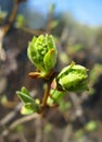 Spring. Melting lilac buds