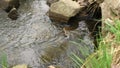 Spring meltwater flows among the stones.