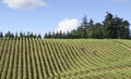 Springtime In the Vineyards of Western Oregon Royalty Free Stock Photo