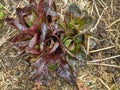 Spring miniature Romaine lettuce in a cluster Royalty Free Stock Photo