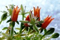 The warm color of tropical plants and the cold whiteness of snow. Royalty Free Stock Photo