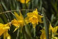 Spring Missouri Daffodils