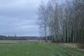 Spring misty landscape at sunset, pine and birch forest in Belarus