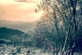 Spring misty mountain landscape with rhododendrons