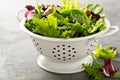 Spring mix salad leaves in a collander