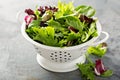 Spring mix salad leaves in a collander