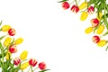 Spring mockup. Beautiful red and yellow tulips on white background. Space for your text. Top view. Royalty Free Stock Photo