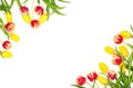 Spring mockup. Beautiful red and yellow tulips on white background. Space for your text. Top view. Royalty Free Stock Photo