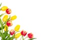 Beautiful spring floral mockup. Red and yellow tulips on white background. Royalty Free Stock Photo