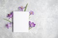 Spring mockup. Crocus flower, paper blank on a gray background. Flat lay, top view, copy space. Royalty Free Stock Photo