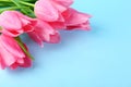 Spring mood concept. Pink flowers arrangement with a lot of copy space for text Royalty Free Stock Photo