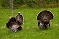 Spring mood of the gobblers. Royalty Free Stock Photo