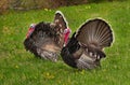 Spring mood of the gobblers.