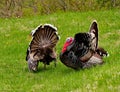 Spring mood of the gobblers. Royalty Free Stock Photo