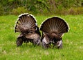 Spring mood of the gobblers.