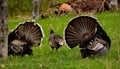 Spring mood of the gobblers. Royalty Free Stock Photo