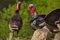 Spring mood of the gobblers. Royalty Free Stock Photo