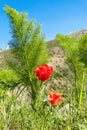 Spring mood with red tulips and blue sky, Kazakhstan