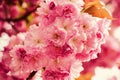 Spring mood. sakura blooming tree., natural floral background. beautiful spring flowers. pink cherry tree flower. new Royalty Free Stock Photo