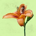 Surreal lily flower with an eye inside it on light green background. Modern design. Contemporary art. Creative