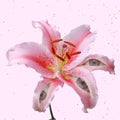 Surreal lily flower with an eye inside it on light pink background. Modern design. Contemporary art. Creative conceptual