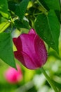 Spring mood. Tulip- soft focus Royalty Free Stock Photo