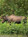 Spring moose in Alaska Royalty Free Stock Photo