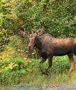 Spring moose in Alaska Royalty Free Stock Photo