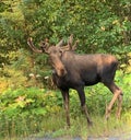 Spring moose in Alaska Royalty Free Stock Photo