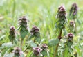 Spring Morning Dew Background Fresh Green Pink Nettle Flower