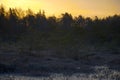 spring morning, evening, swamp lake shore, swamp vegetation at the end of winter, early spring Royalty Free Stock Photo