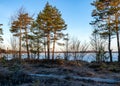spring morning, evening, swamp lake shore, swamp vegetation at the end of winter, early spring Royalty Free Stock Photo