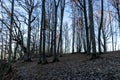 spring morning, evening, swamp lake shore, swamp vegetation at the end of winter, early spring Royalty Free Stock Photo