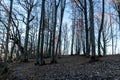 spring morning, evening, swamp lake shore, swamp vegetation at the end of winter, early spring Royalty Free Stock Photo